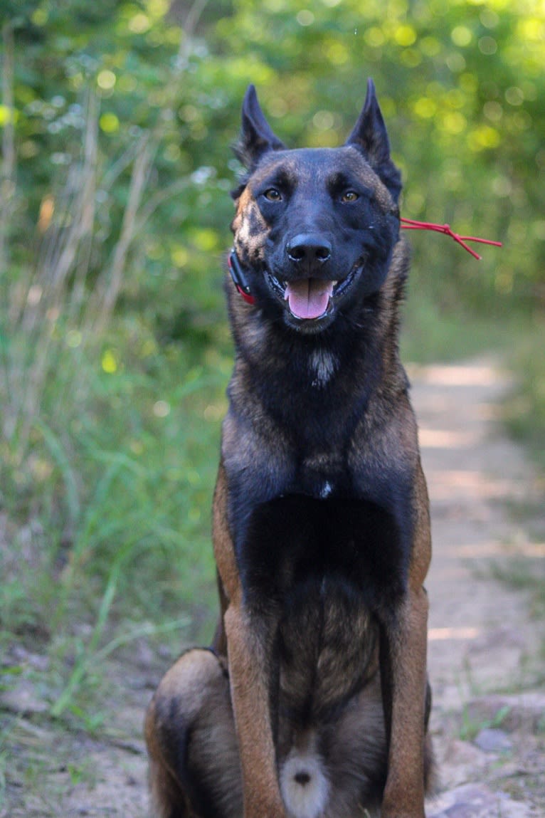 KHs Taking What’s Ours With Fire and Blood “Drogon” TKE RATN, a Belgian Shepherd tested with EmbarkVet.com