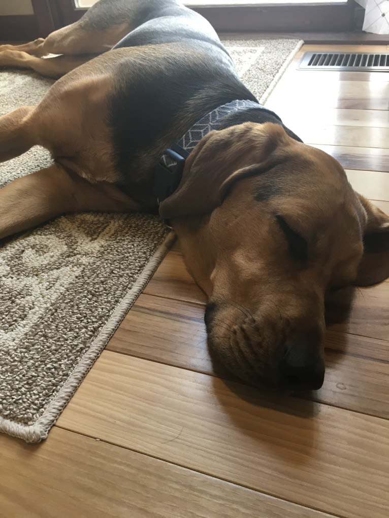 Marley, a Bloodhound and Treeing Walker Coonhound mix tested with EmbarkVet.com