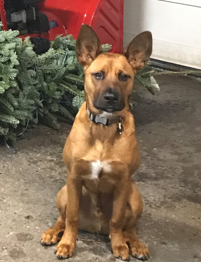 Charlie, a Rottweiler and Alaskan Malamute mix tested with EmbarkVet.com