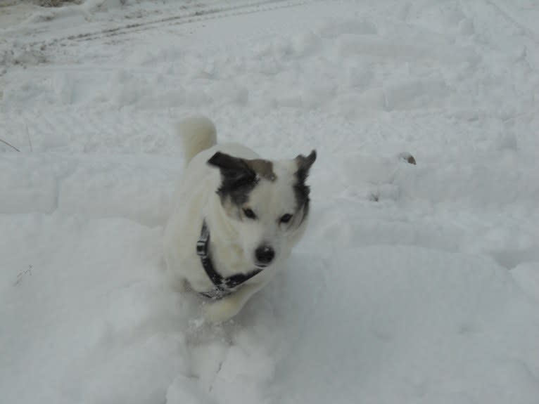 Buddy, an American Eskimo Dog and Norwegian Elkhound mix tested with EmbarkVet.com