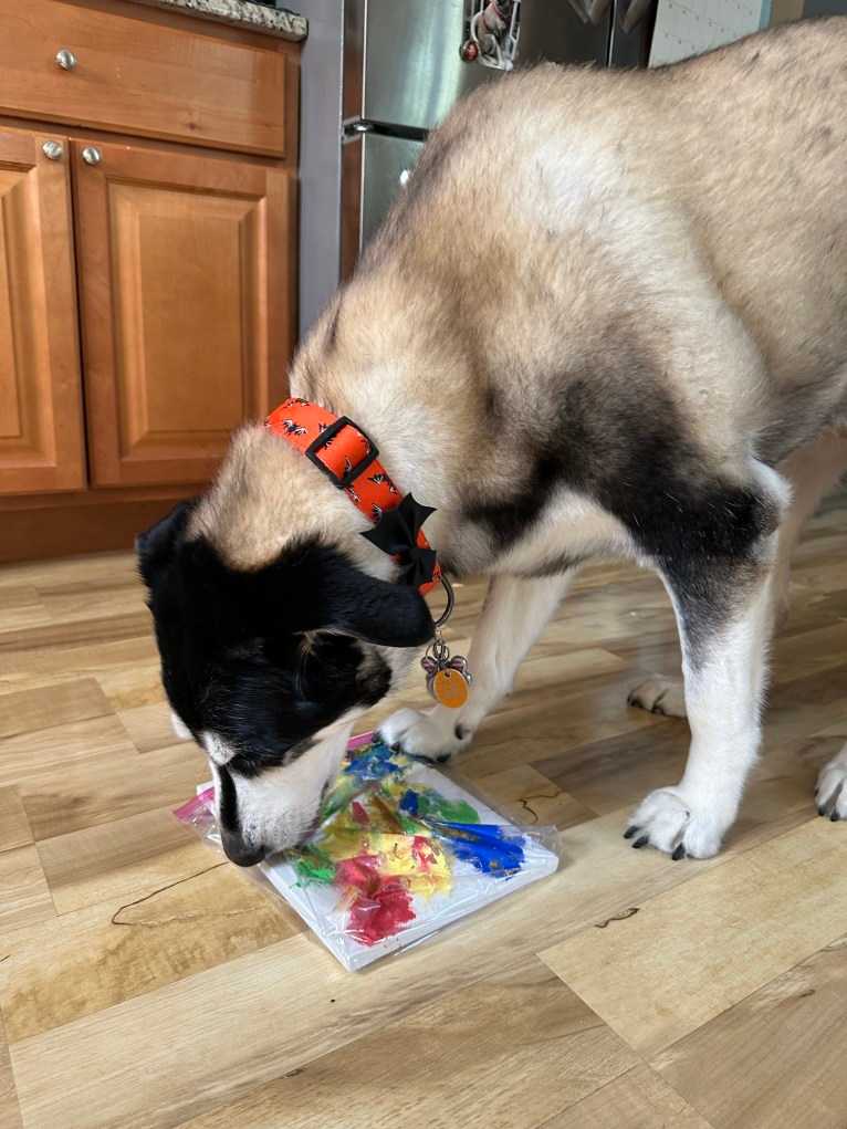 Keira, an Alaskan Malamute and Siberian Husky mix tested with EmbarkVet.com