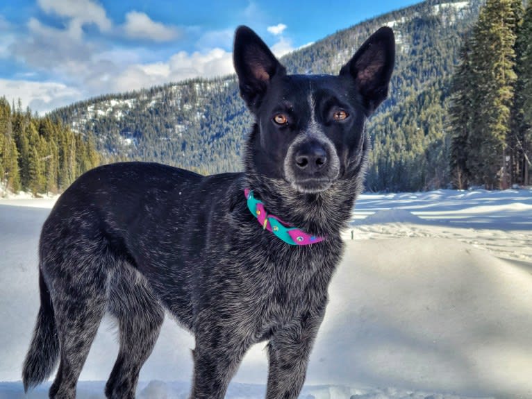 Juniper, an Australian Cattle Dog tested with EmbarkVet.com