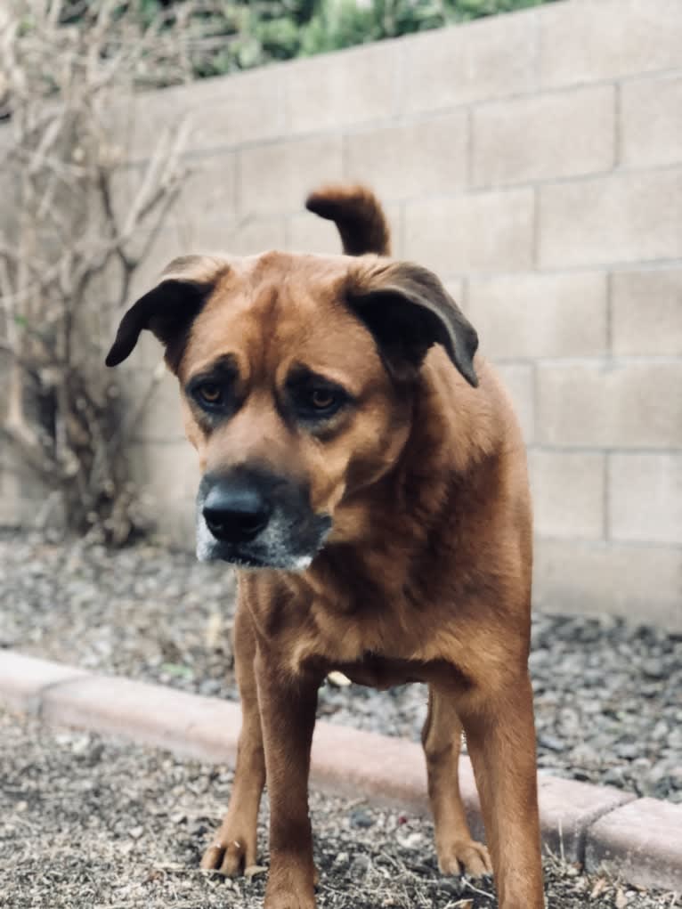 Piper, a Rottweiler and Chow Chow mix tested with EmbarkVet.com