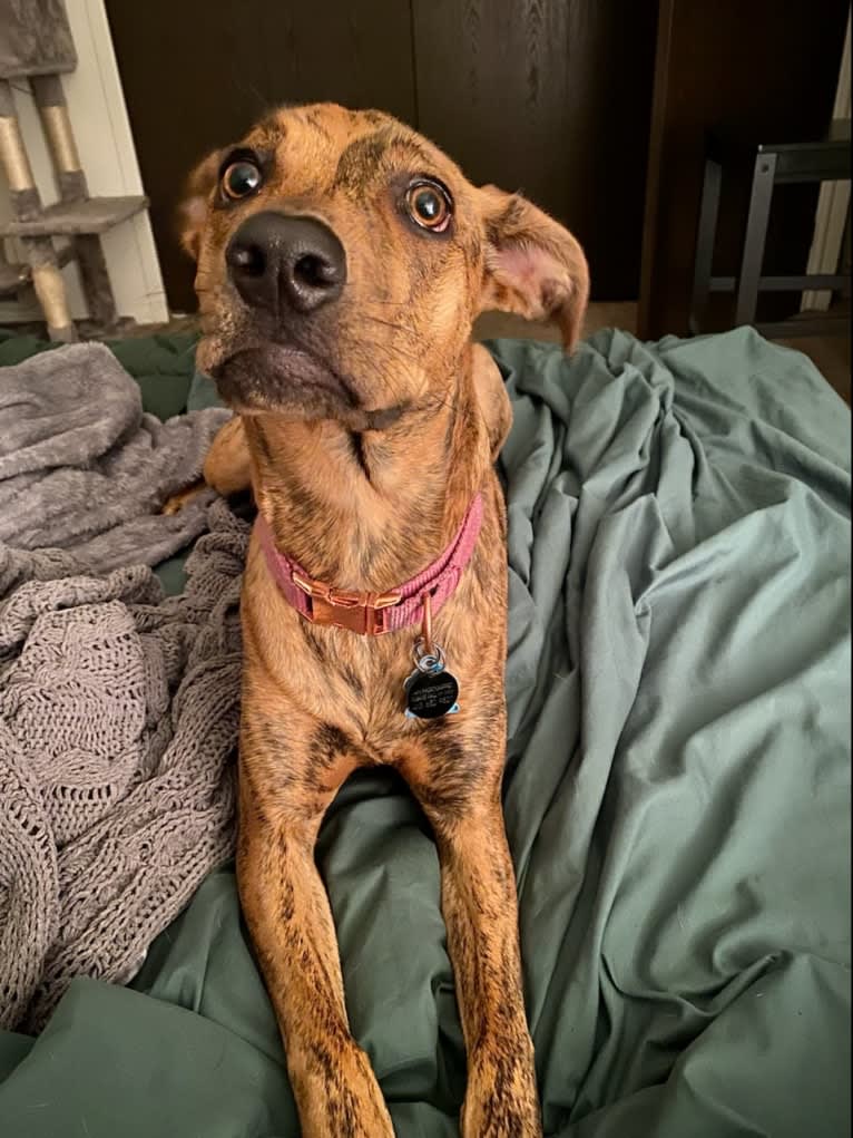 Lyza, a Catahoula Leopard Dog and American Pit Bull Terrier mix tested with EmbarkVet.com