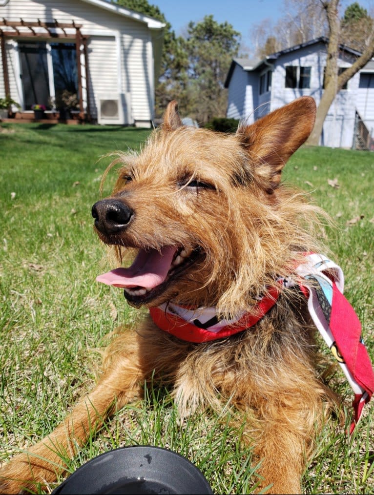Rondo, a Yorkshire Terrier and Chihuahua mix tested with EmbarkVet.com