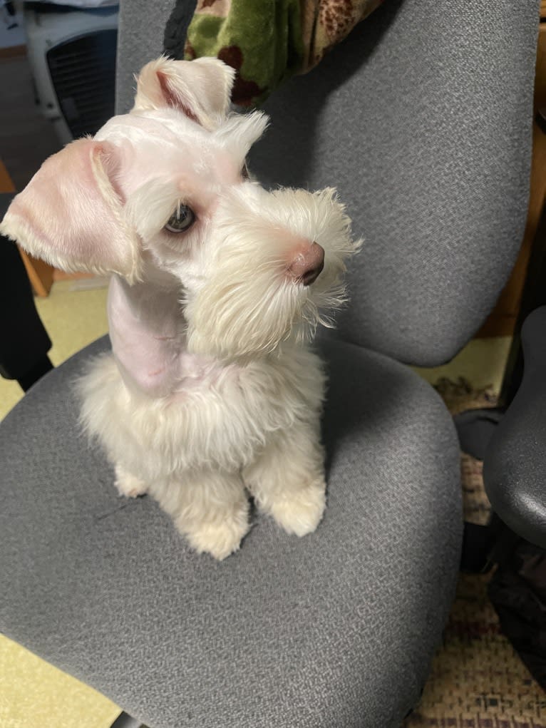 Piotr, a Miniature Schnauzer tested with EmbarkVet.com