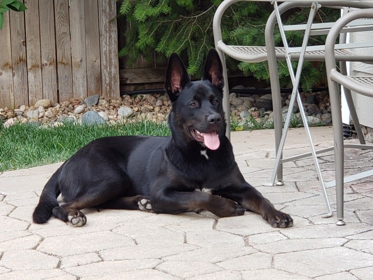 Echo, a Rottweiler and Siberian Husky mix tested with EmbarkVet.com