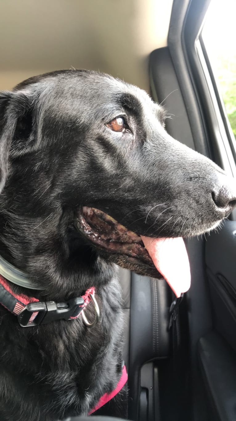 Bear, a Labrador Retriever and German Shepherd Dog mix tested with EmbarkVet.com