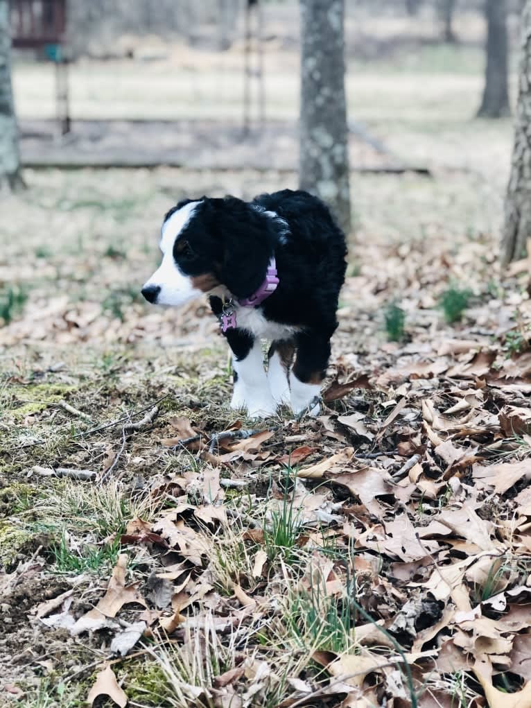 Lola, a Bernedoodle tested with EmbarkVet.com