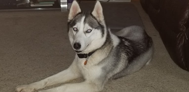 Rinie, a Siberian Husky tested with EmbarkVet.com