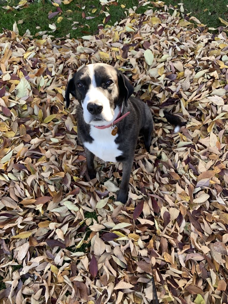 Toula, a Great Pyrenees and English Springer Spaniel mix tested with EmbarkVet.com