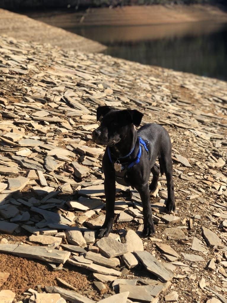 Bruin, an American Pit Bull Terrier and Boxer mix tested with EmbarkVet.com