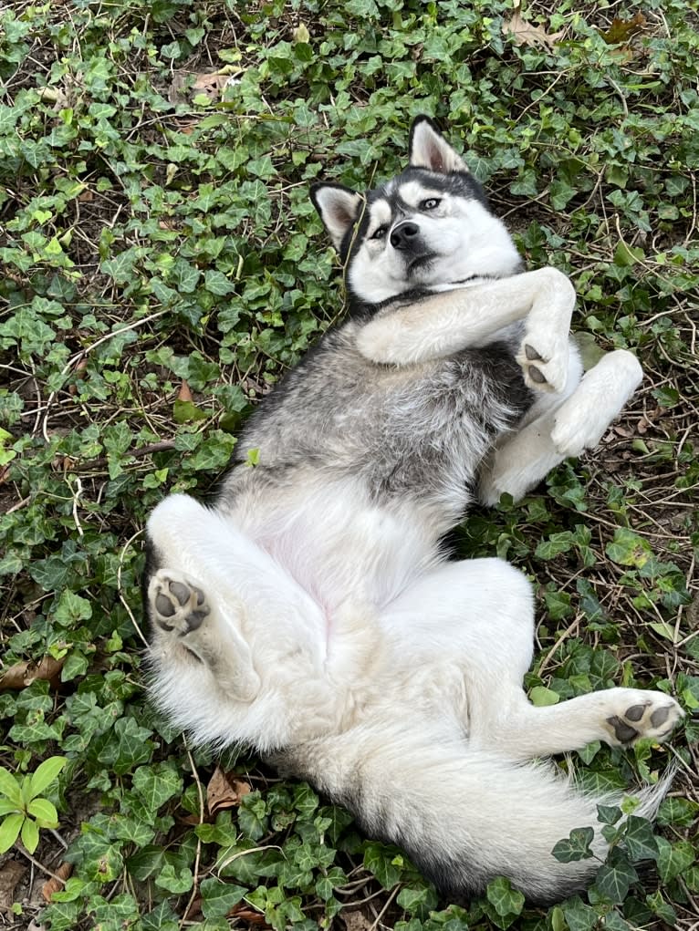 Rocket, a Siberian Husky and Alaskan Malamute mix tested with EmbarkVet.com