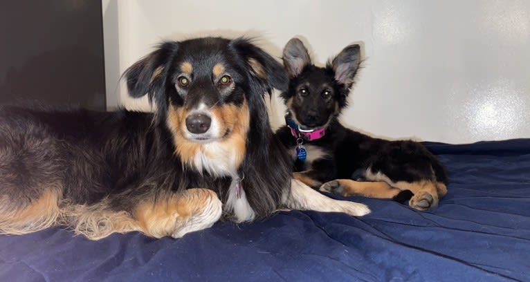 Zoey, an Australian Shepherd and Australian Cattle Dog mix tested with EmbarkVet.com