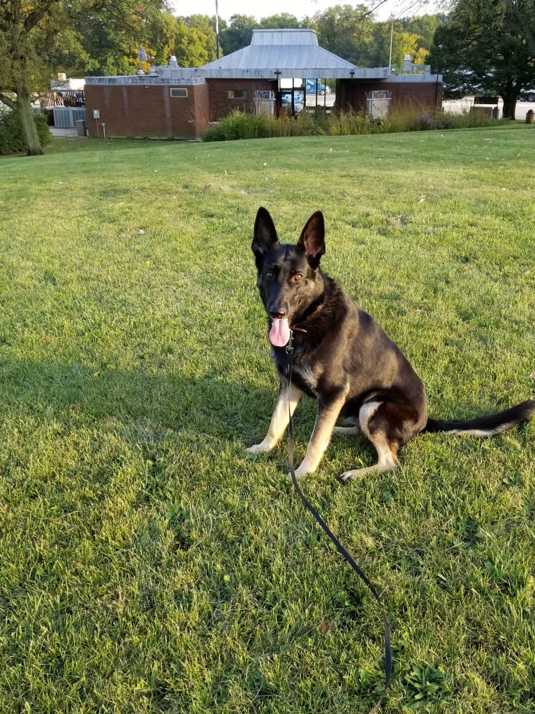 Miss Black, a German Shepherd Dog tested with EmbarkVet.com