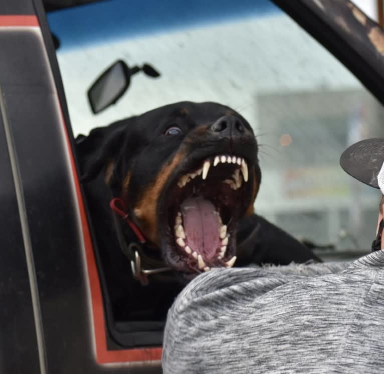 Wüstenhaus Samson, a Rottweiler tested with EmbarkVet.com