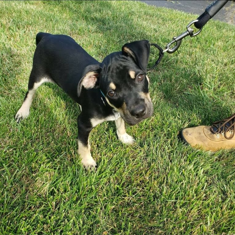 Chopper, an American Pit Bull Terrier and Australian Cattle Dog mix tested with EmbarkVet.com