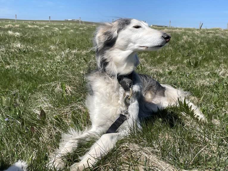 Petra, a Saluki and Greyhound mix tested with EmbarkVet.com