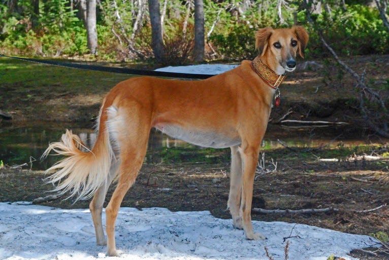 Sahara, a Saluki tested with EmbarkVet.com