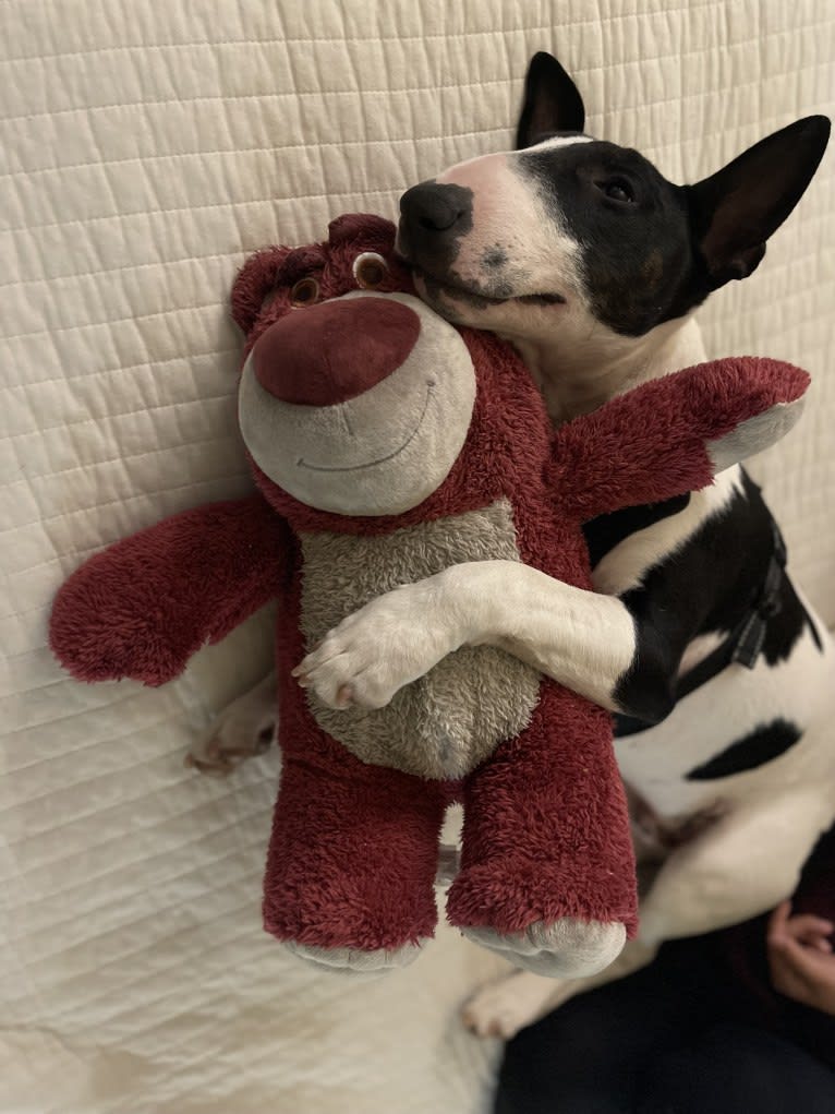 Lorenzo, a Bull Terrier tested with EmbarkVet.com