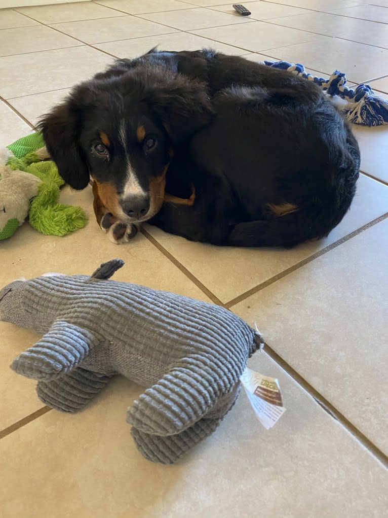 Archie, a Bernese Mountain Dog tested with EmbarkVet.com