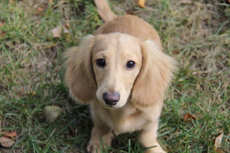 Oliver (Ollie) von Frederick, a Dachshund tested with EmbarkVet.com