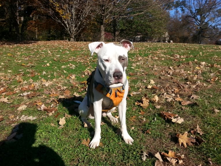 Petey, an American Staffordshire Terrier and American Pit Bull Terrier mix tested with EmbarkVet.com