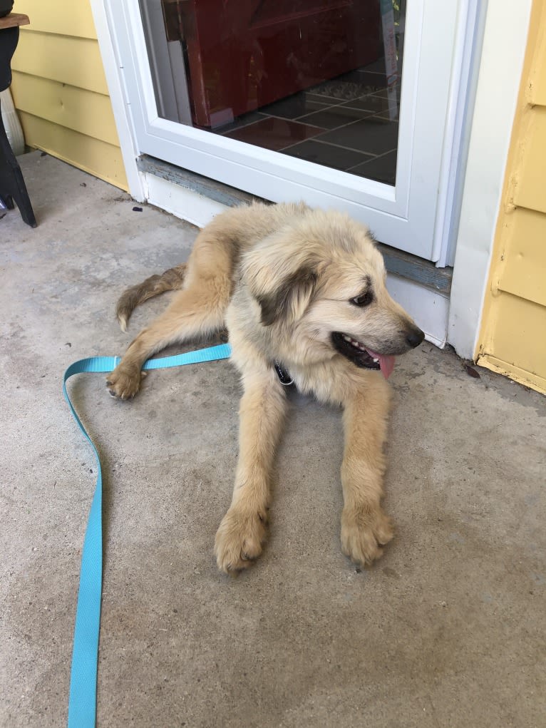 Photo of Daisy, a Great Pyrenees, Siberian Husky, and Poodle (Standard) mix in Tennessee, USA