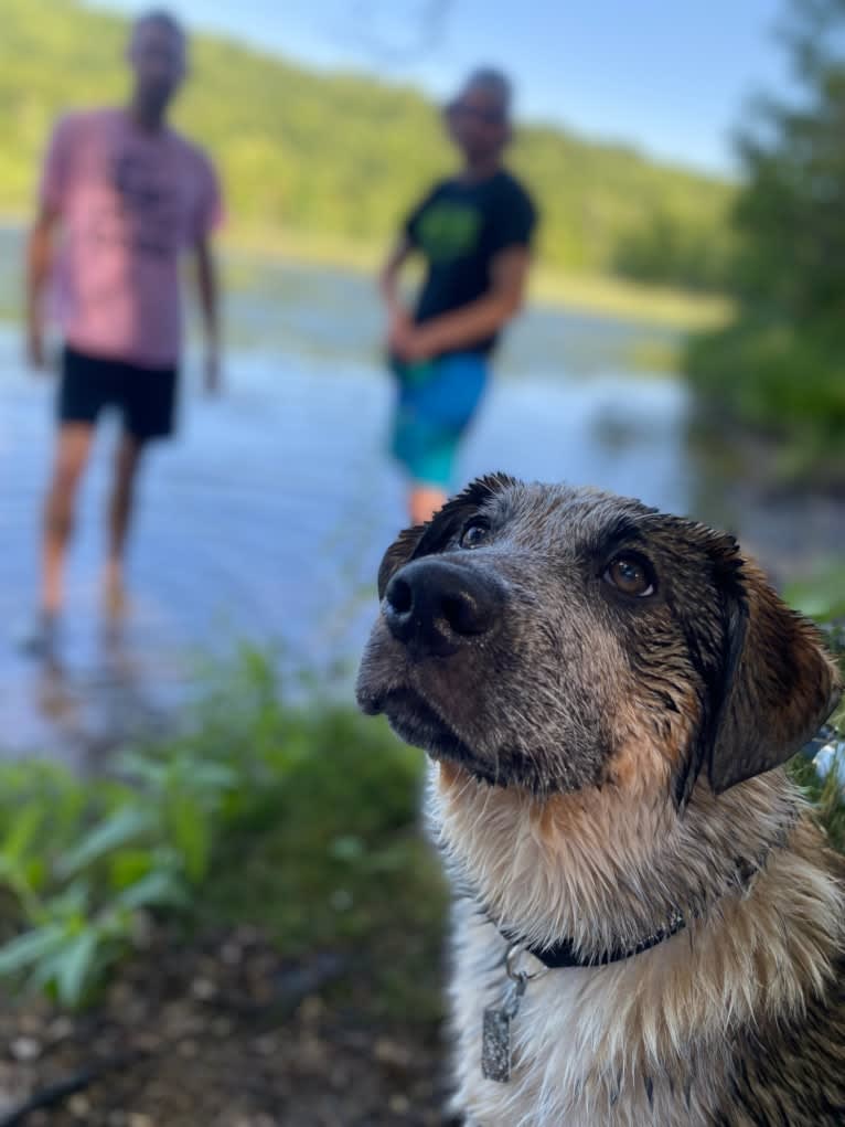 Nash, an Australian Shepherd and Labrador Retriever mix tested with EmbarkVet.com