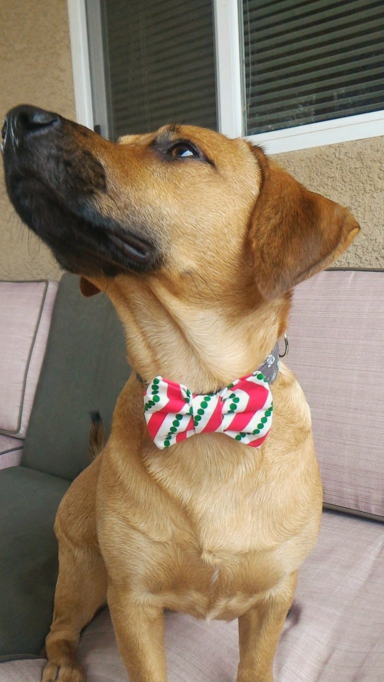 Cody, a Basset Hound and Australian Cattle Dog mix tested with EmbarkVet.com