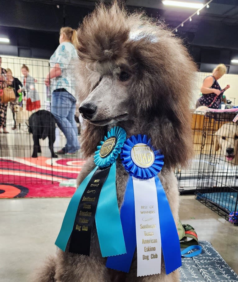 Arwen, a Poodle (Standard) tested with EmbarkVet.com