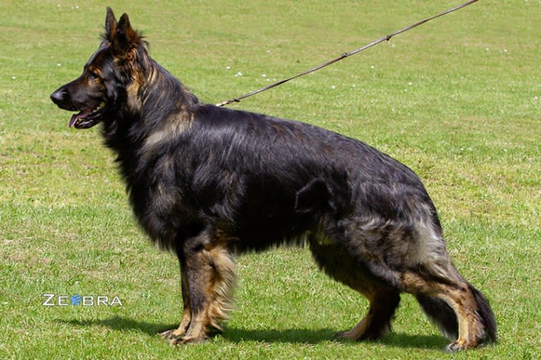 Buzz, a German Shepherd Dog tested with EmbarkVet.com