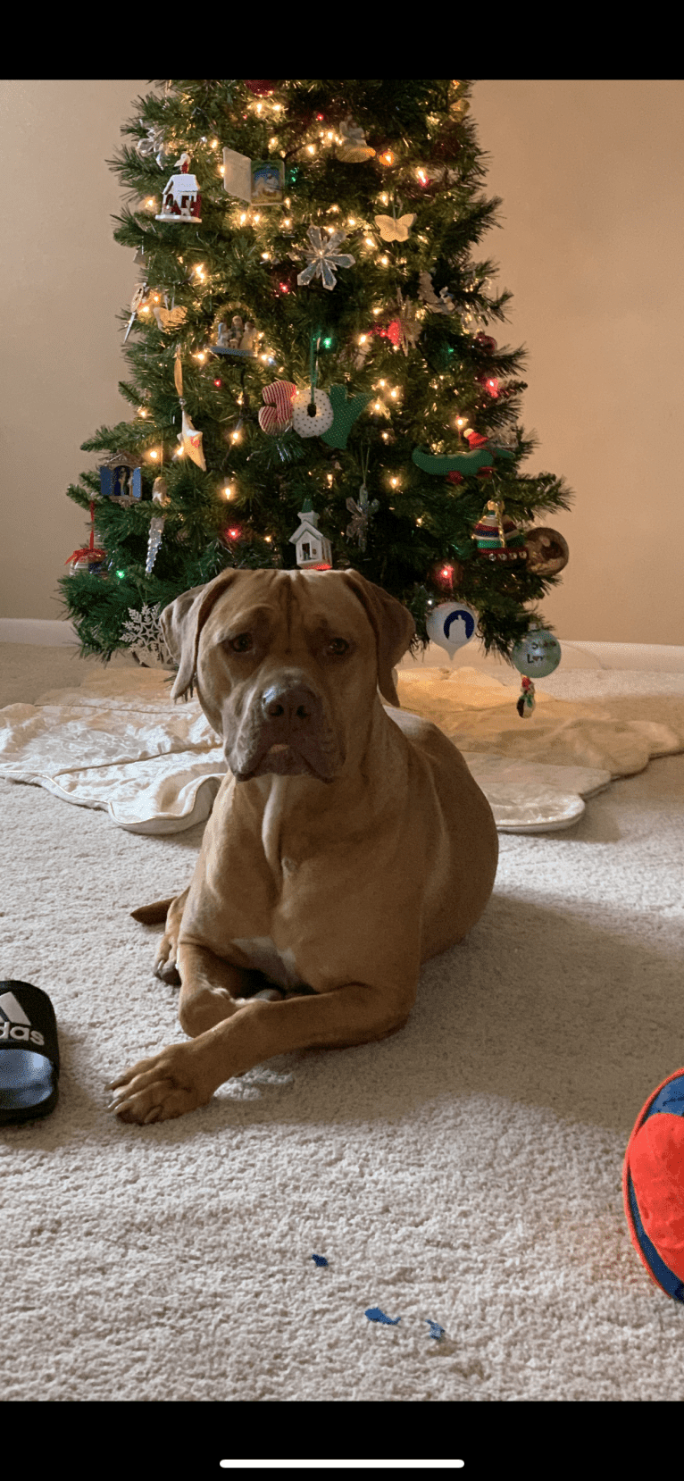 Marco, a Boerboel and American Pit Bull Terrier mix tested with EmbarkVet.com