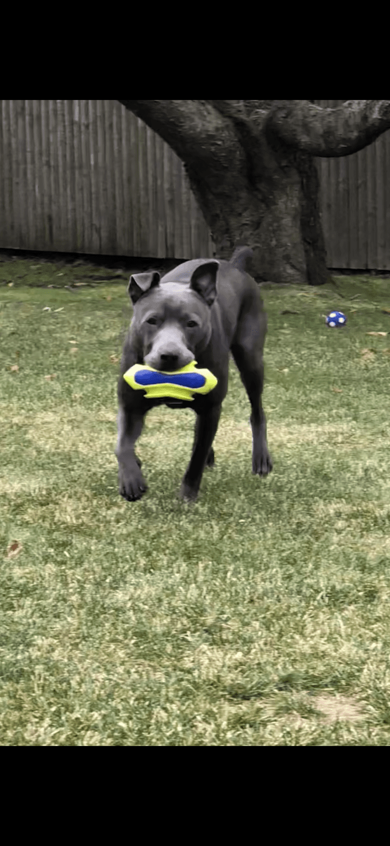 Brady, an American Pit Bull Terrier and Australian Cattle Dog mix tested with EmbarkVet.com