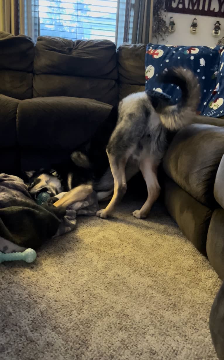 Diesel, a Siberian Husky and Australian Shepherd mix tested with EmbarkVet.com