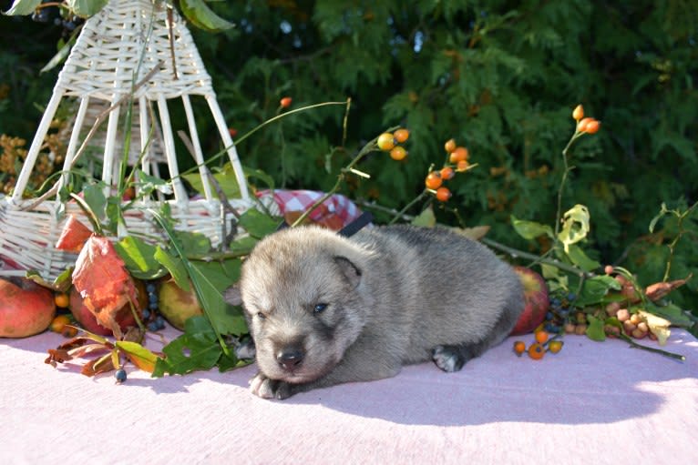 Ice, a Czechoslovakian Vlcak and Siberian Husky mix tested with EmbarkVet.com
