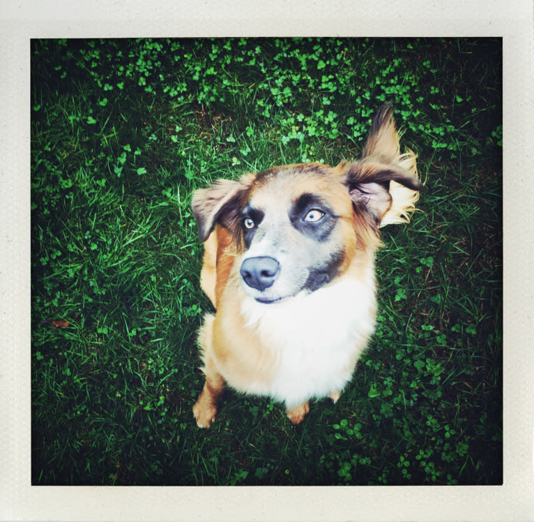 Marley, an American Village Dog tested with EmbarkVet.com