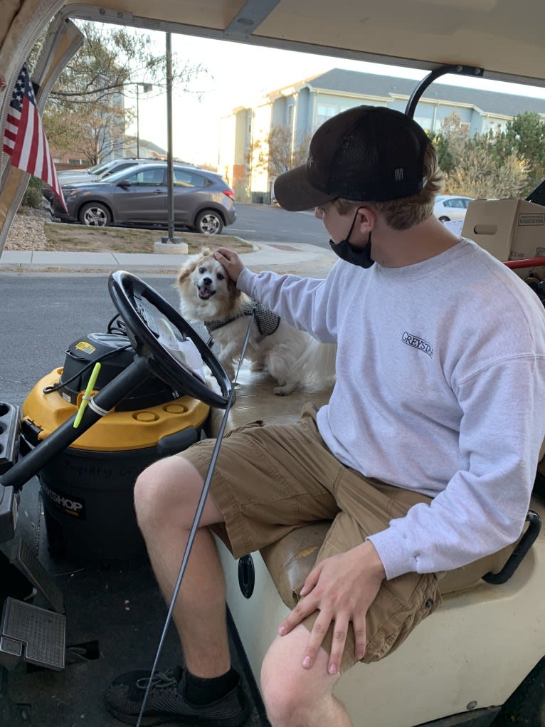 Ziggy, a Papillon and Maltese mix tested with EmbarkVet.com