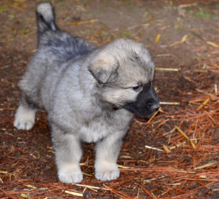 Ben, a German Shepherd Dog and Alaskan Malamute mix tested with EmbarkVet.com