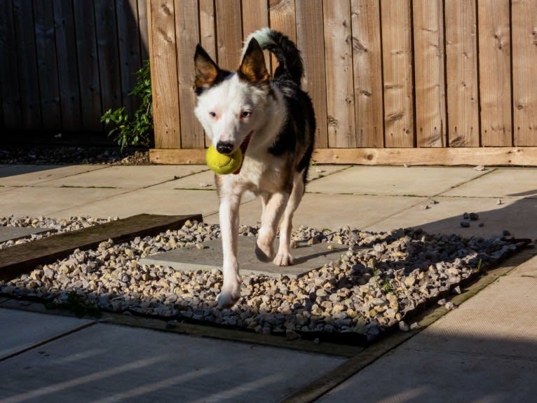 Mixie, a Border Collie tested with EmbarkVet.com