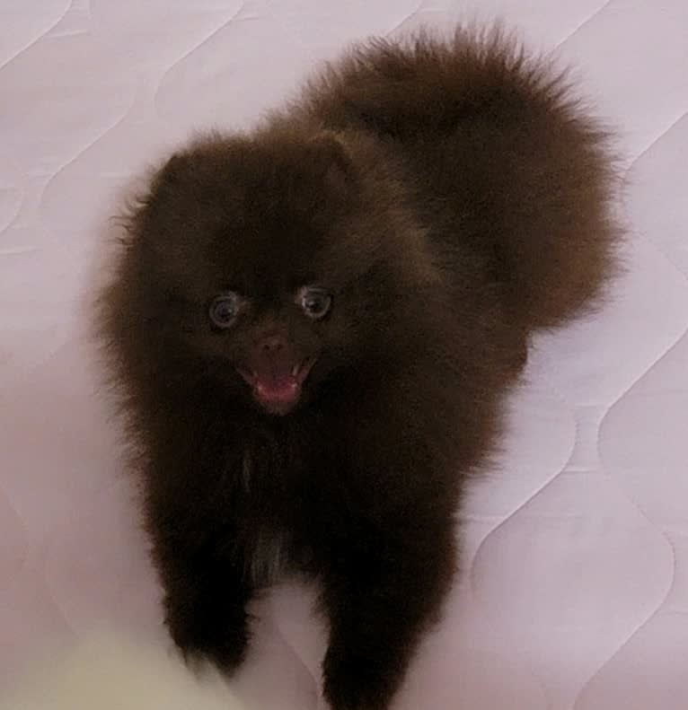 Fenrir, a Pomeranian tested with EmbarkVet.com