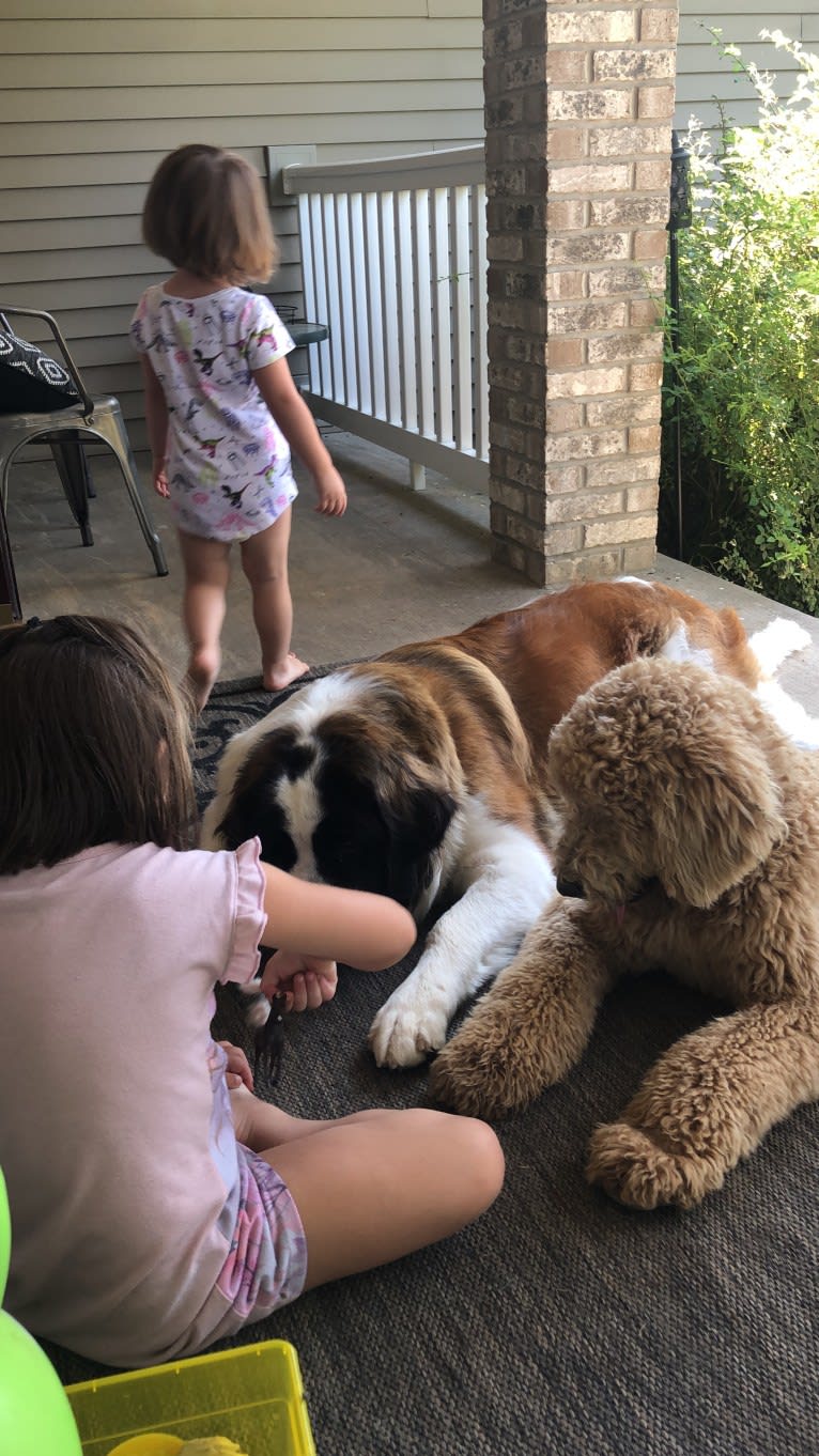 Sadie, a Saint Bernard tested with EmbarkVet.com