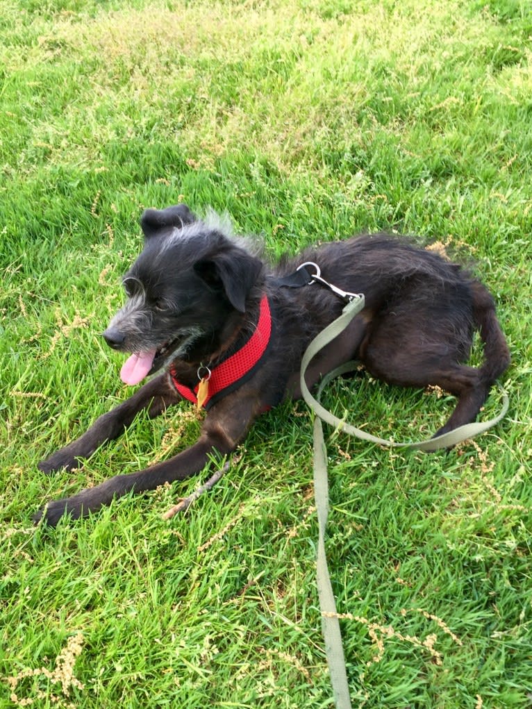 Eddie, a Poodle (Small) and Chihuahua mix tested with EmbarkVet.com