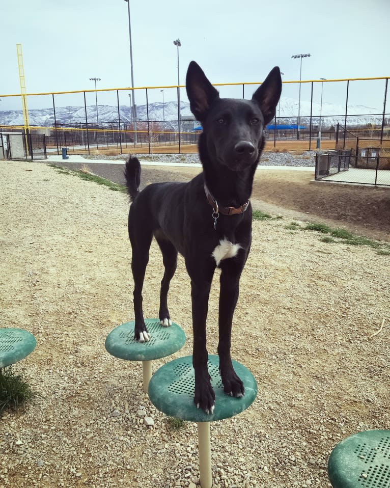 “Merla“ BCC Juniper, an Ibizan Hound and Alaskan Malamute mix tested with EmbarkVet.com