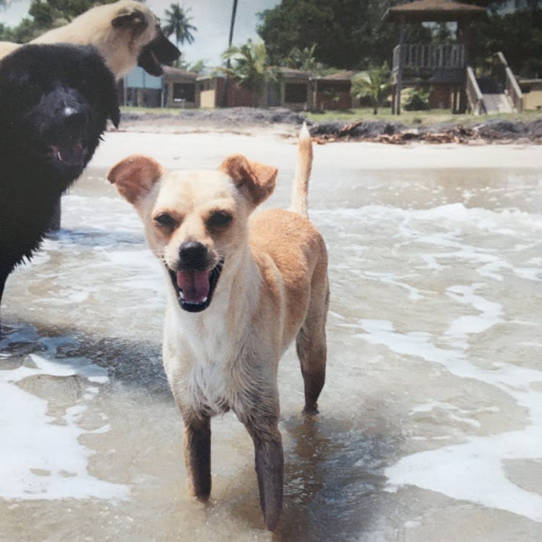 Blip, a Chihuahua and Cocker Spaniel mix tested with EmbarkVet.com