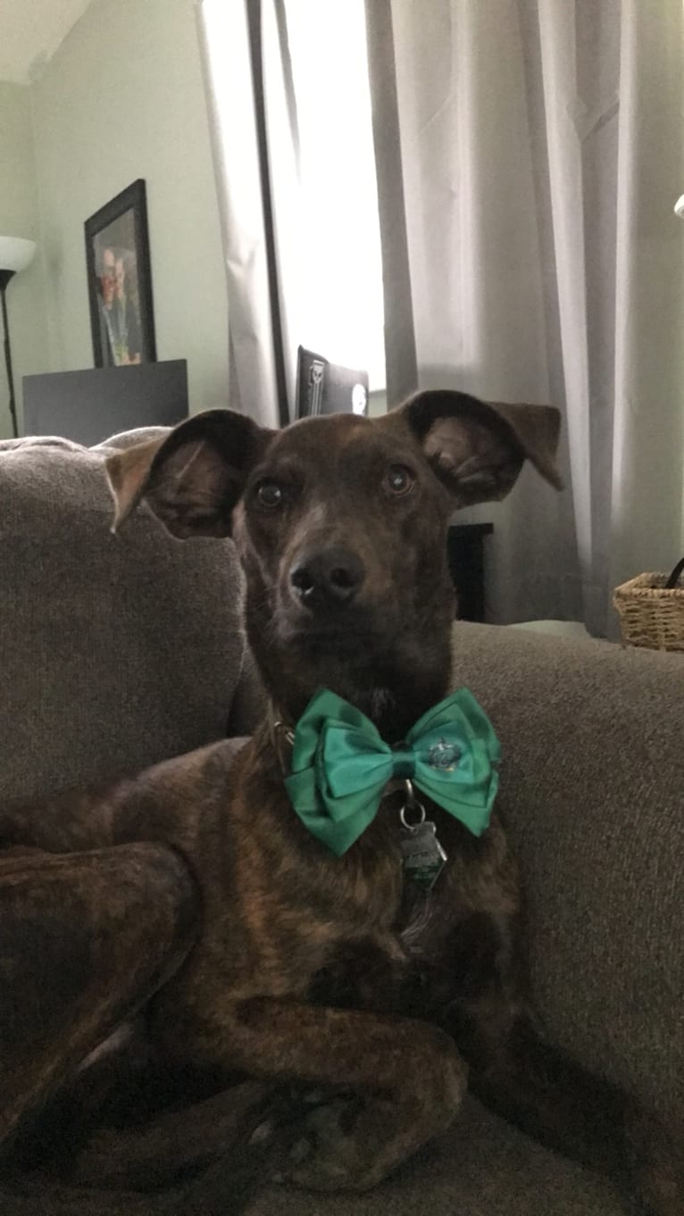 Sarge, a Treeing Walker Coonhound and Mountain Cur mix tested with EmbarkVet.com