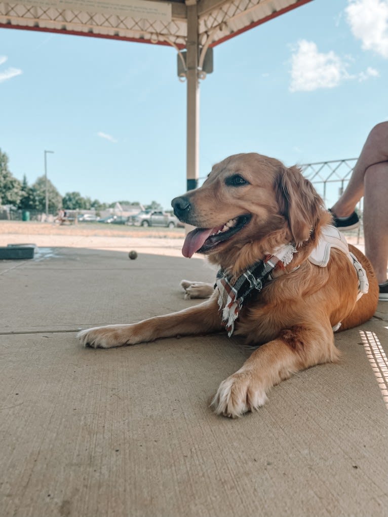 Marley, a Golden Retriever tested with EmbarkVet.com