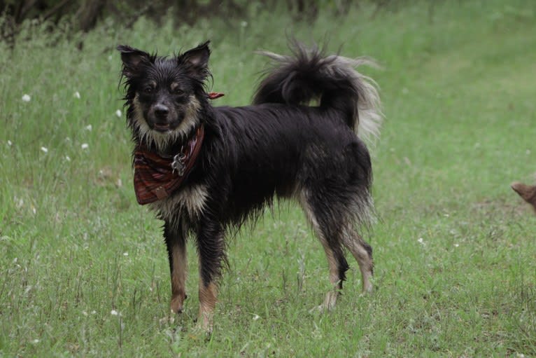 Cooper, an English Shepherd and Pomeranian mix tested with EmbarkVet.com