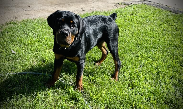 Chompy, a Rottweiler tested with EmbarkVet.com