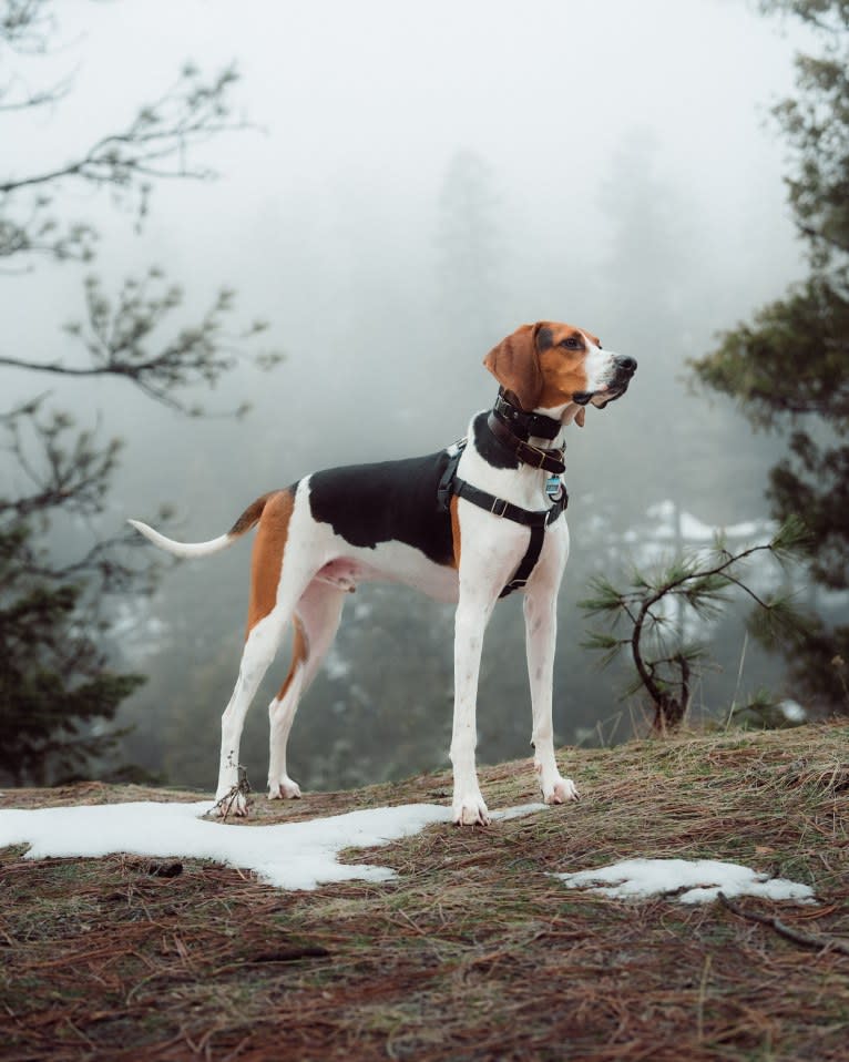 Carl, a Treeing Walker Coonhound tested with EmbarkVet.com